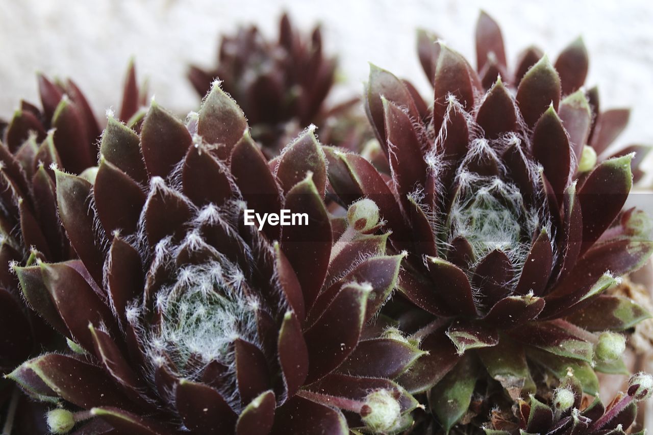 Close-up of succulent plant