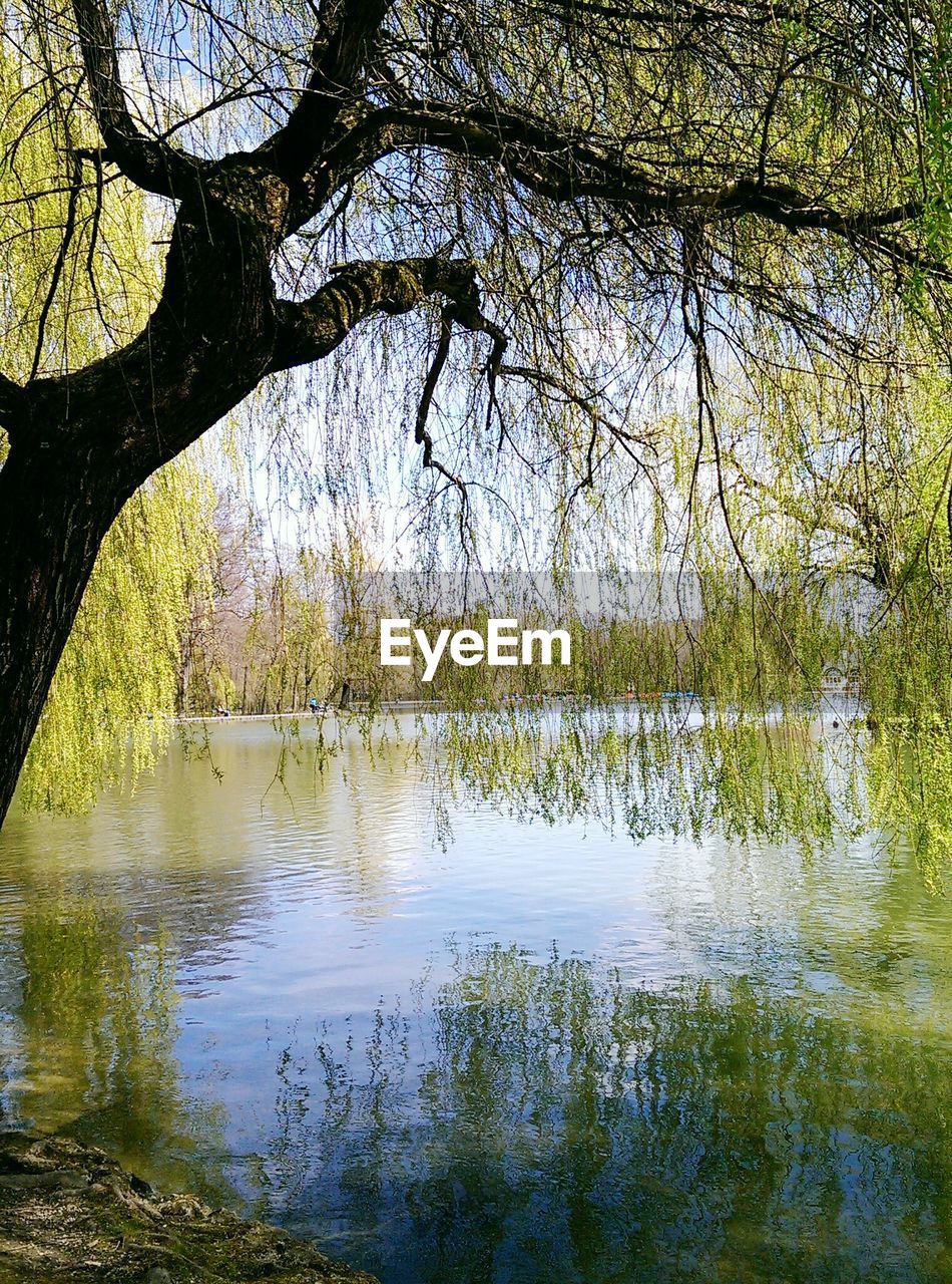 Weeping willow on riverbank