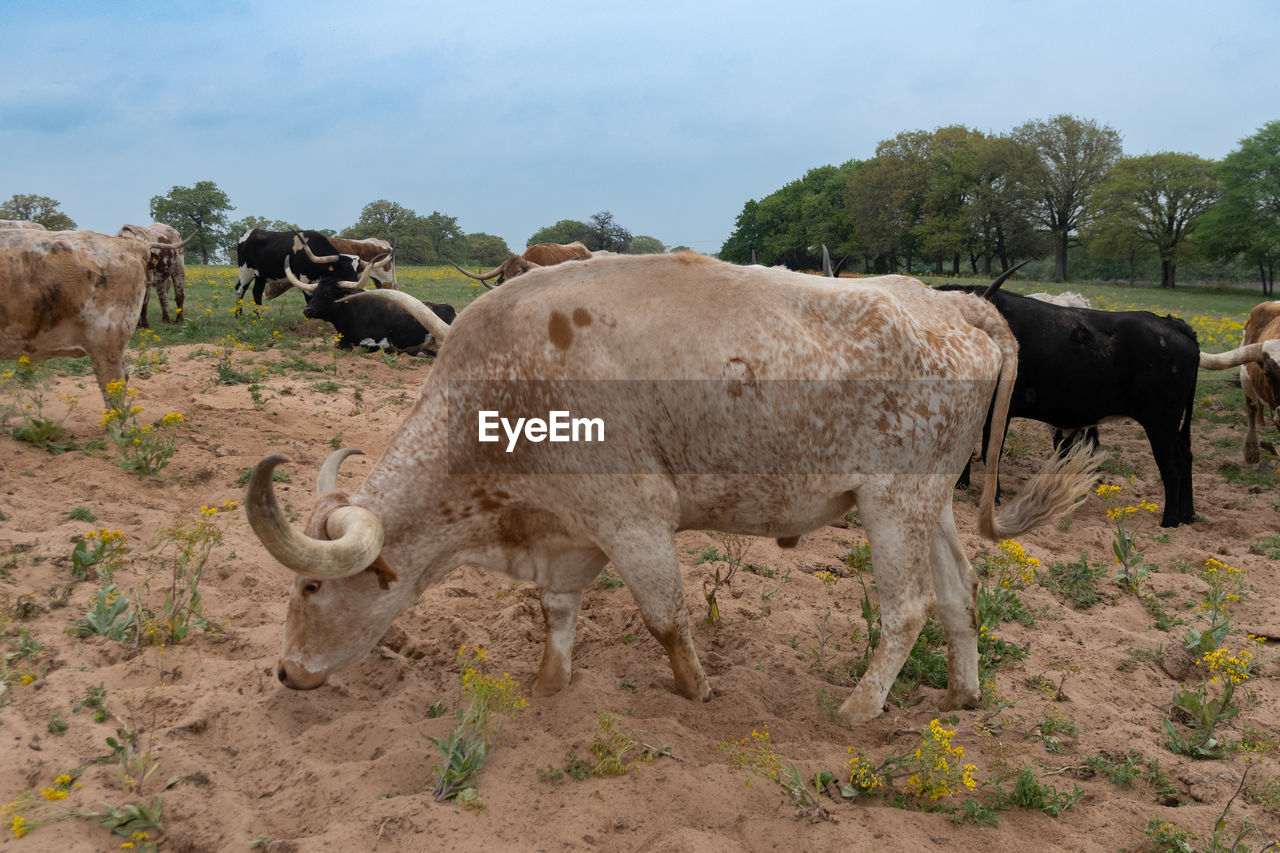 mammal, animal themes, animal, cattle, domestic animals, herd, animal wildlife, livestock, pasture, group of animals, wildlife, grazing, nature, agriculture, plant, no people, environment, landscape, sky, bull, land, field, outdoors, rural area, rural scene, pet