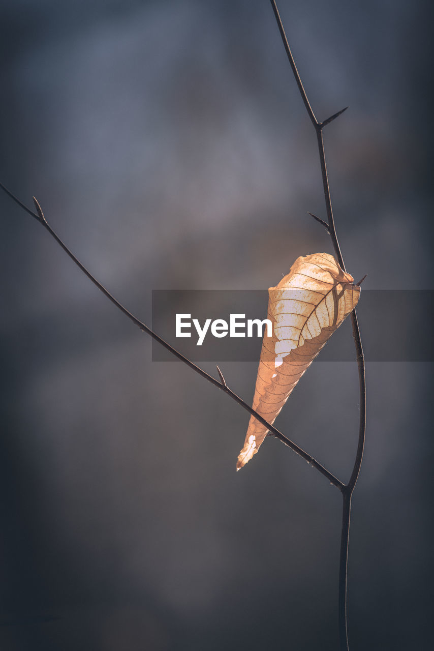 Close-up of dry leaves against sky during sunset