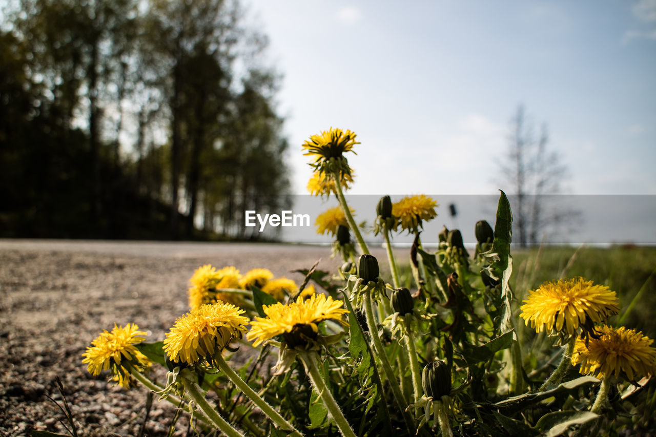 Yellow flowers blooming on field against sky