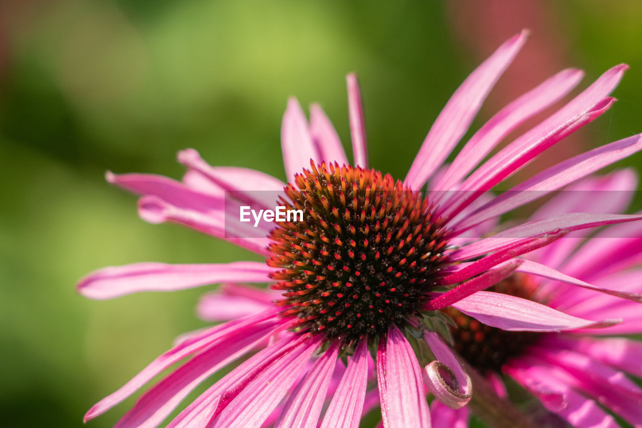 CLOSE-UP OF PINK CONEFLOWER