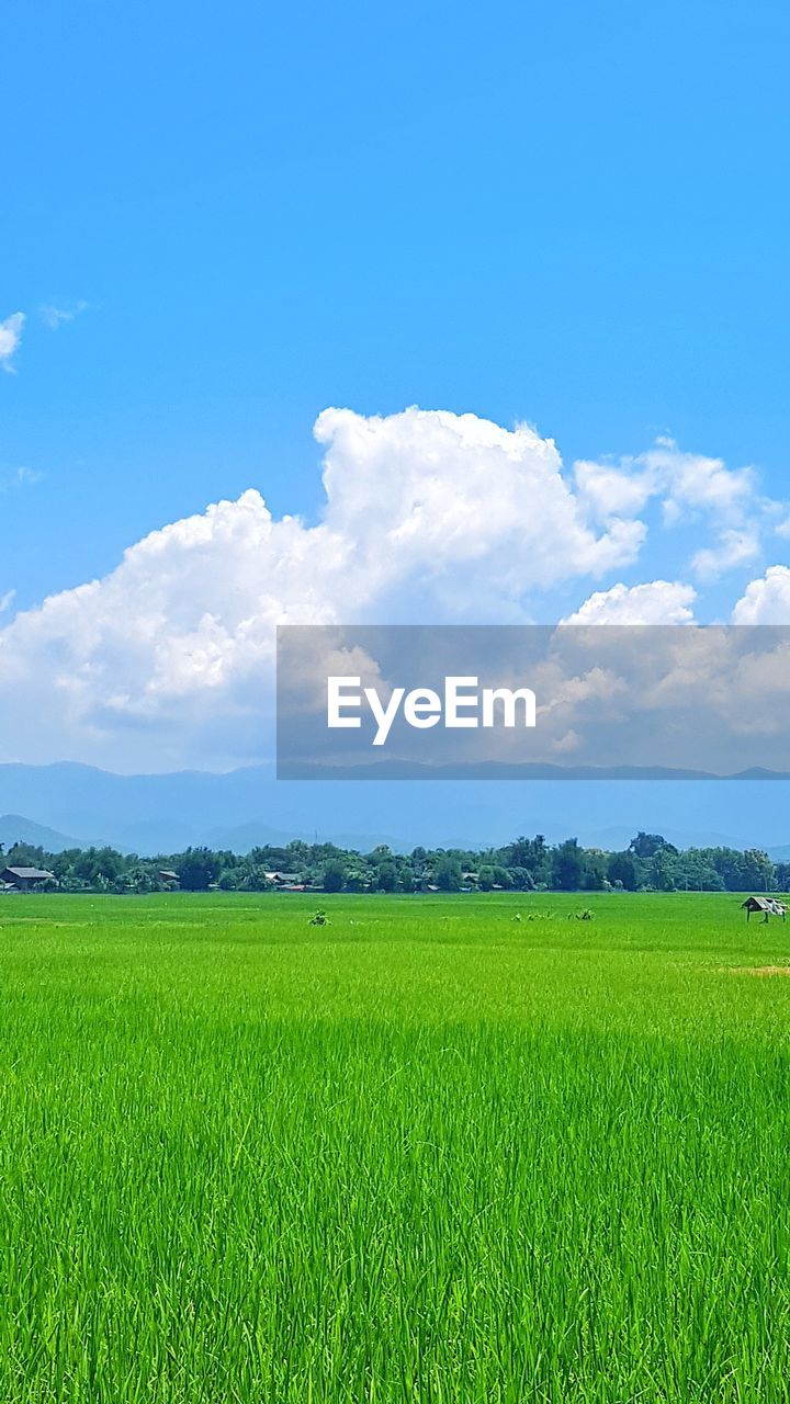 Scenic view of agricultural field against sky