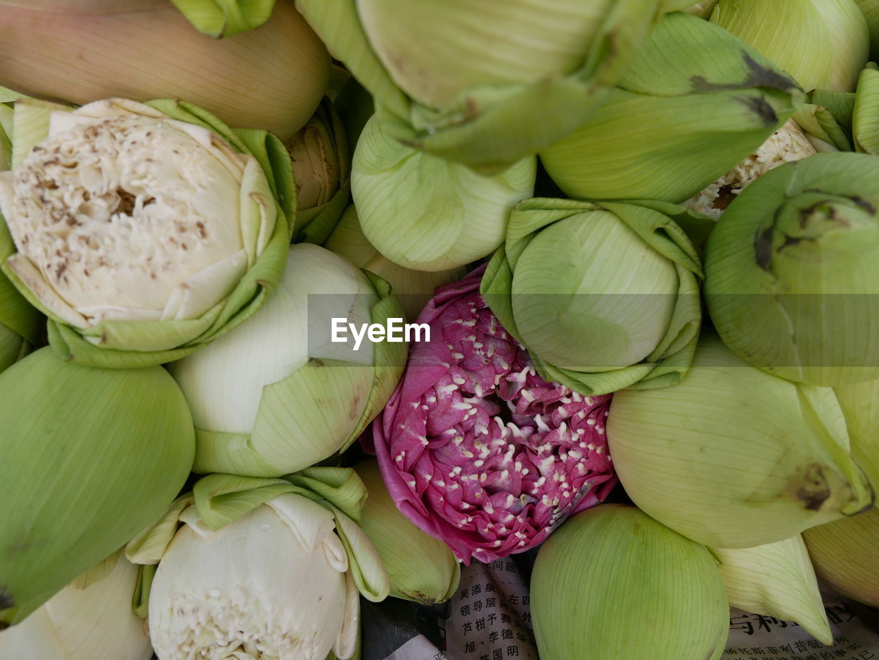 Close up photo of lotus flowers