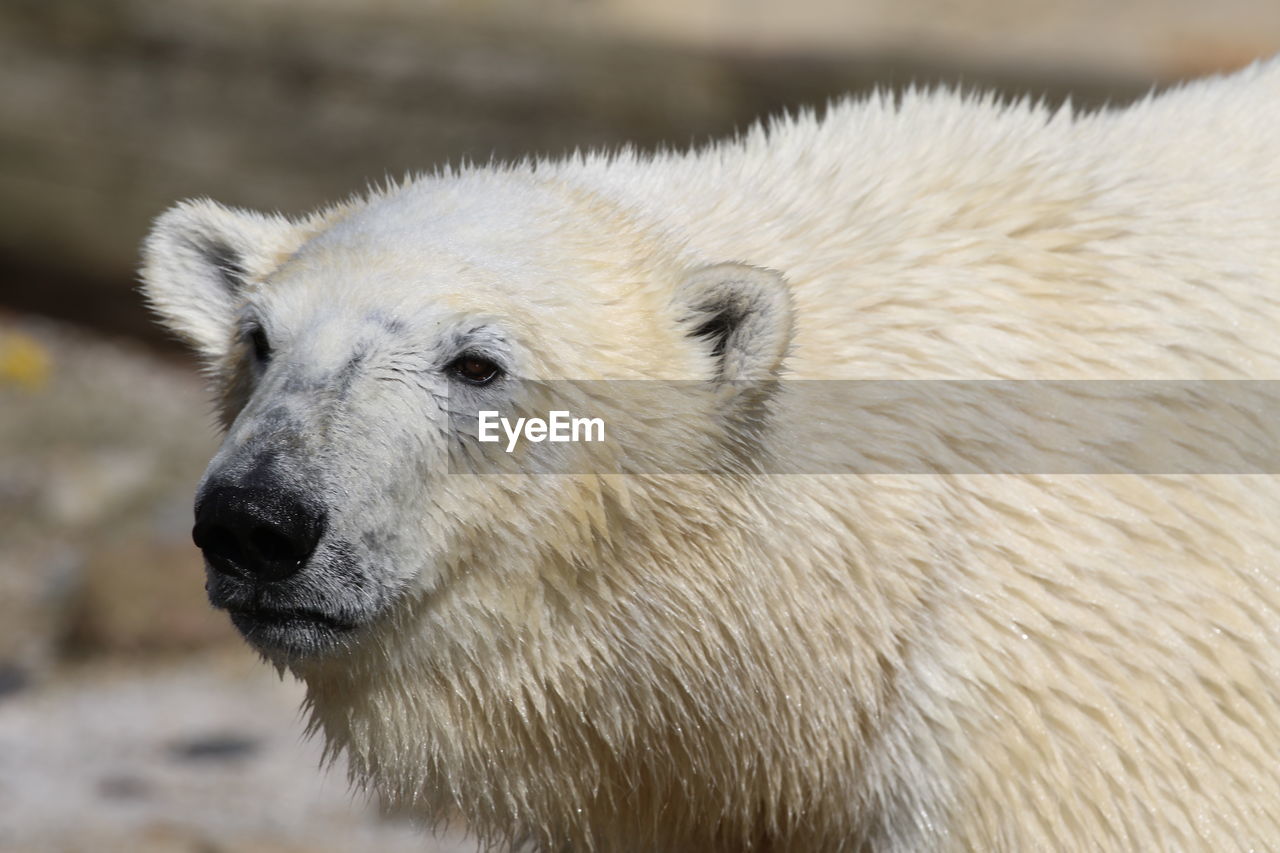 Close-up of polar bear