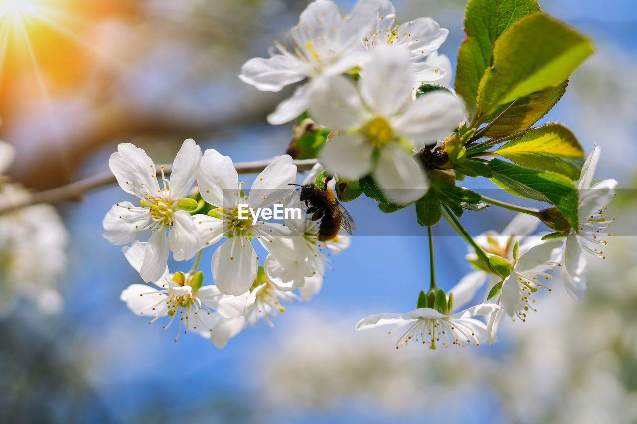 CLOSE-UP OF BEE ON WHITE FLOWERS