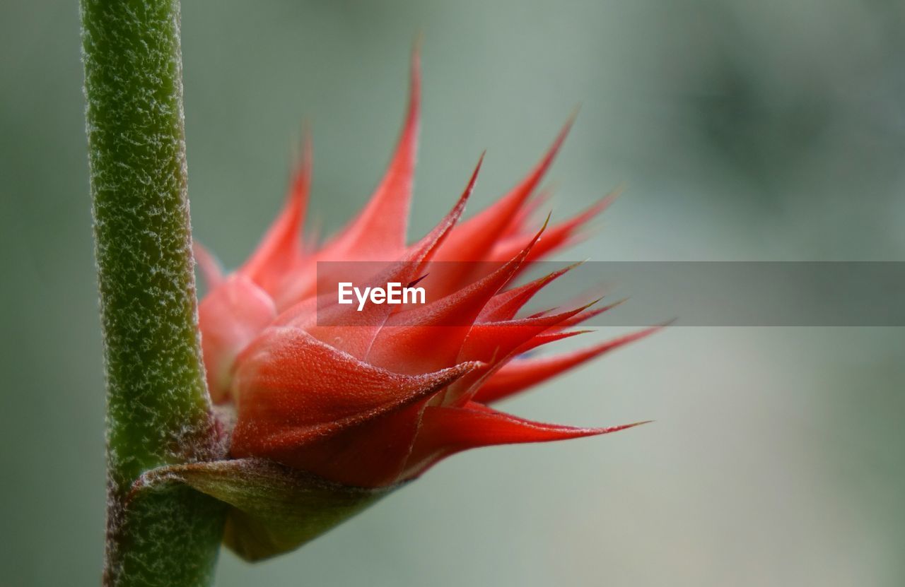 Close-up of red flower