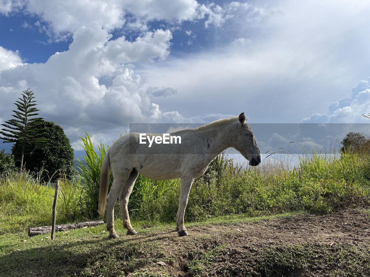 horse, animal, animal themes, mammal, cloud, sky, animal wildlife, nature, plant, pasture, landscape, one animal, environment, wildlife, no people, grass, domestic animals, rural area, tree, side view, full length, livestock, land, meadow, outdoors, day, beauty in nature, standing, rural scene, grassland, field, wilderness, travel destinations, grazing