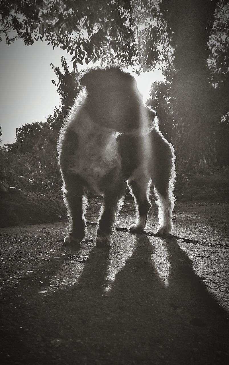 DOG WITH SHADOW OF TREES