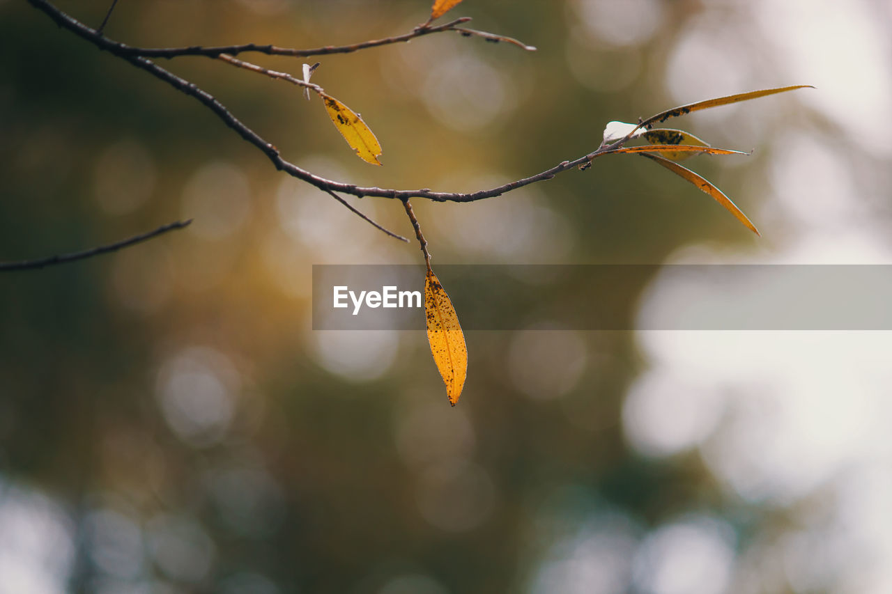 Close-up of orange leaves on branch