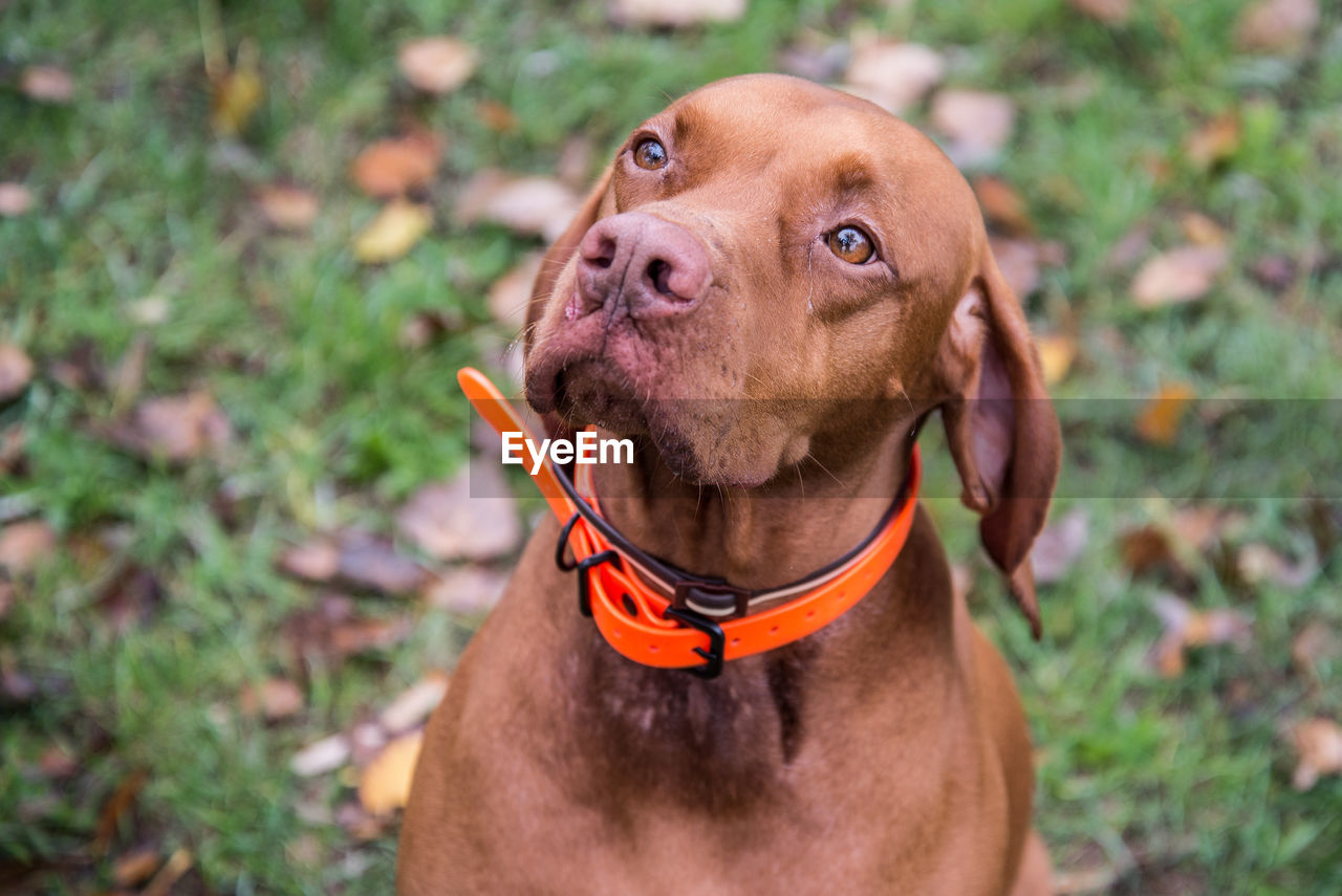 Close-up of dog on grassy field