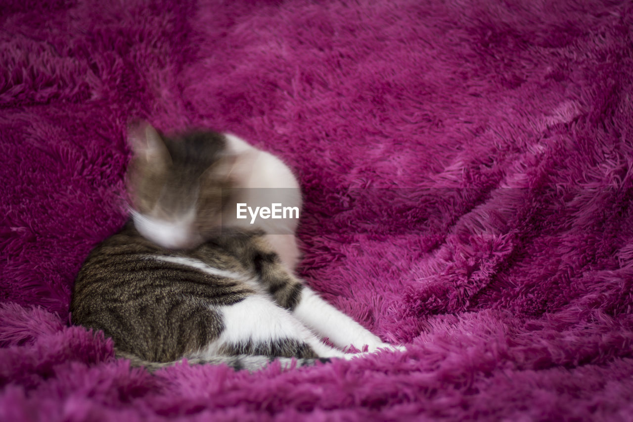 Blurred motion of cat resting on pink rug