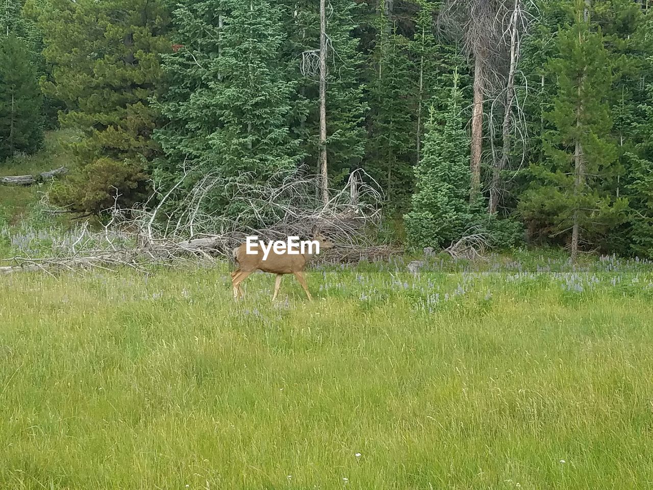 TREES ON GRASSY FIELD IN FOREST