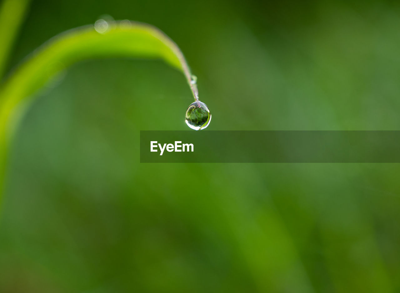 CLOSE-UP OF WATER DROPS ON PLANT