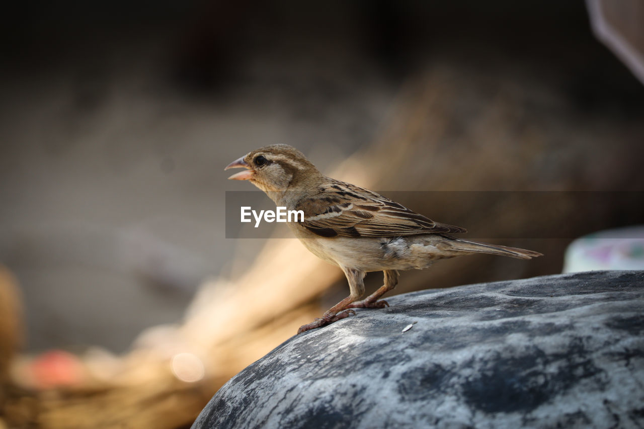 BIRD PERCHING ON ROCK