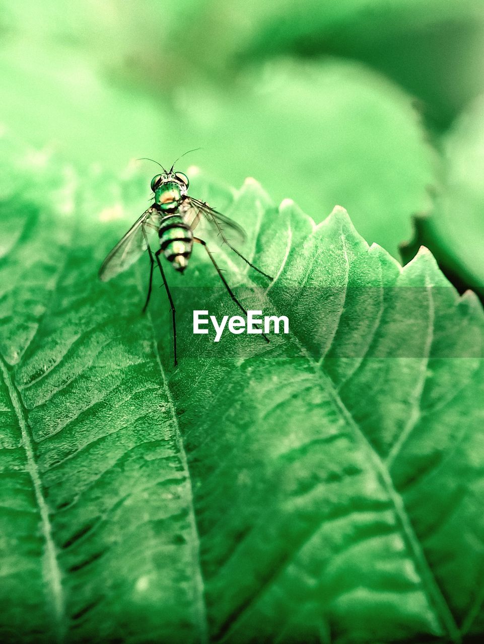 CLOSE-UP OF INSECT ON PLANT