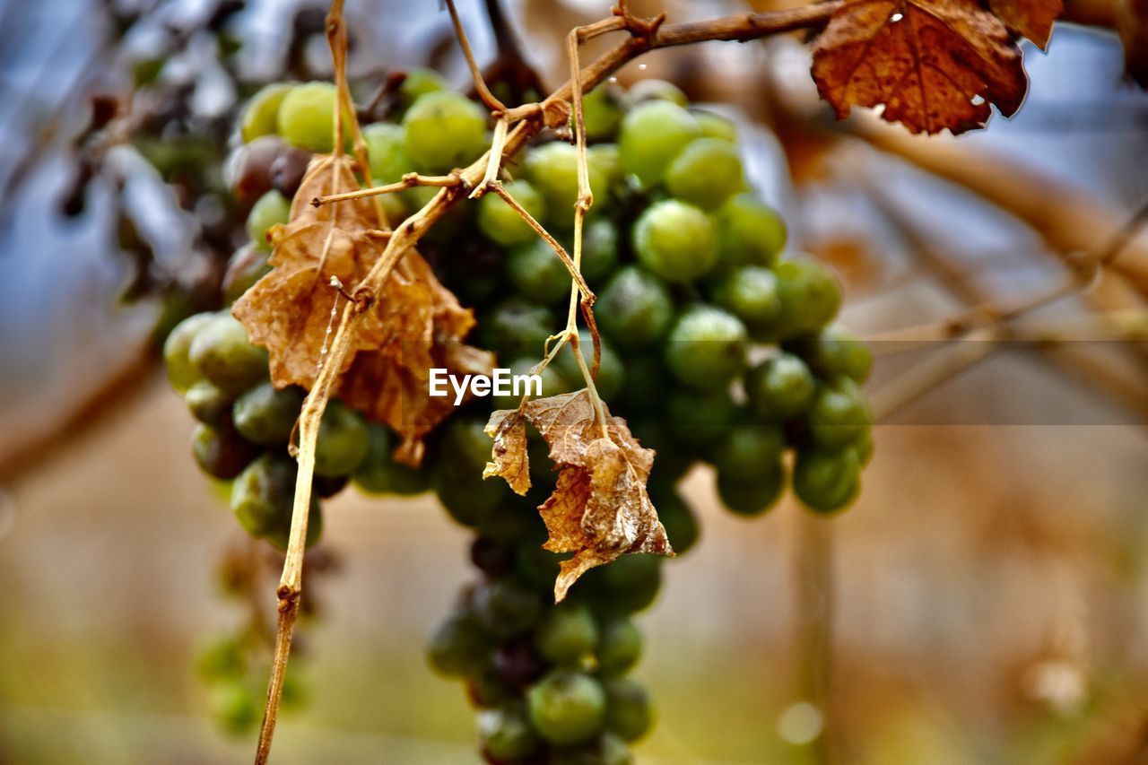 Close-up of grapes 