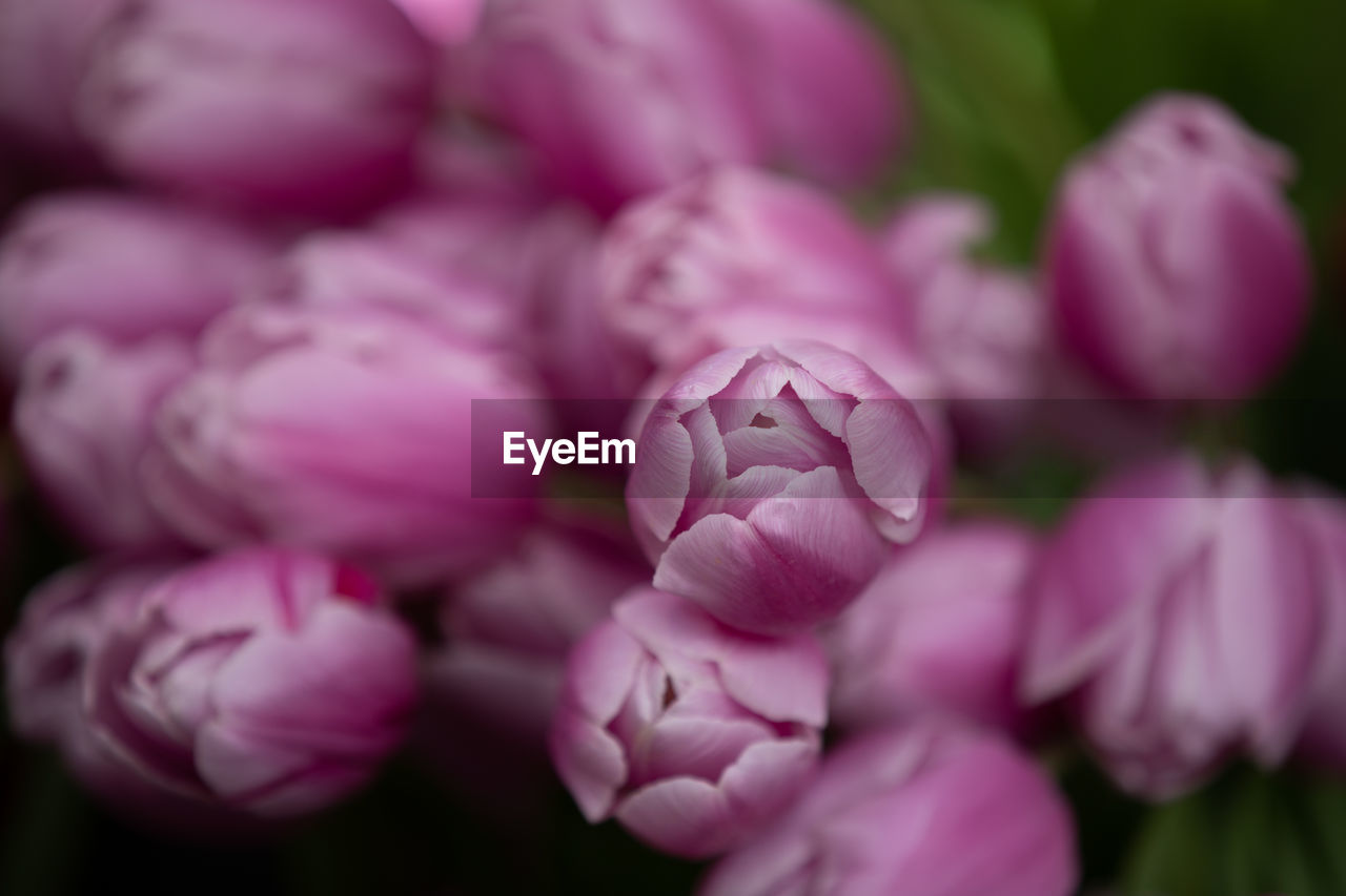 CLOSE-UP OF PINK ROSE FLOWER BUDS