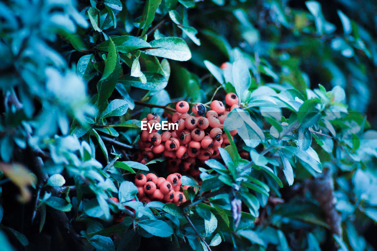 Close-up of cherries on tree