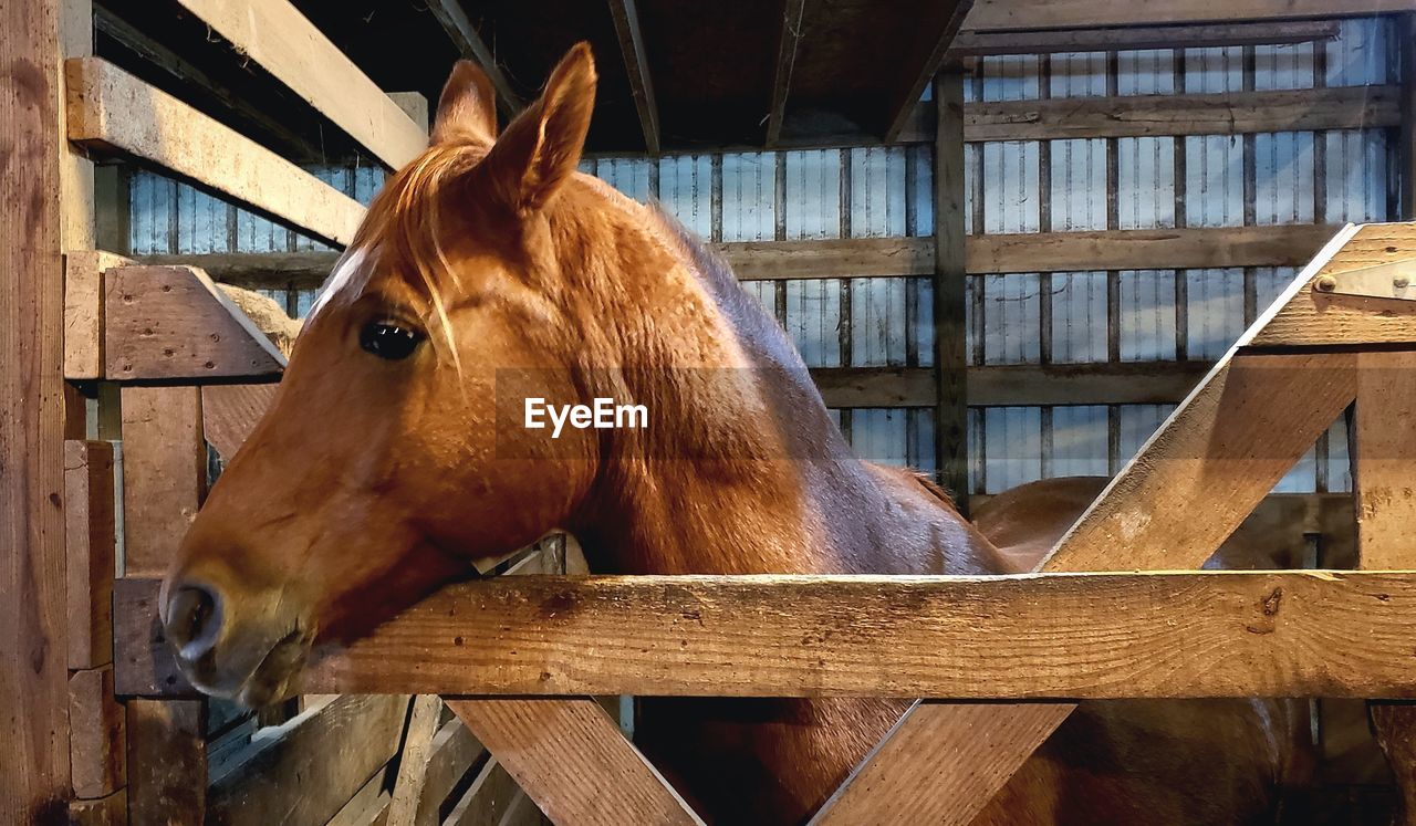 CLOSE-UP OF HORSE IN RANCH