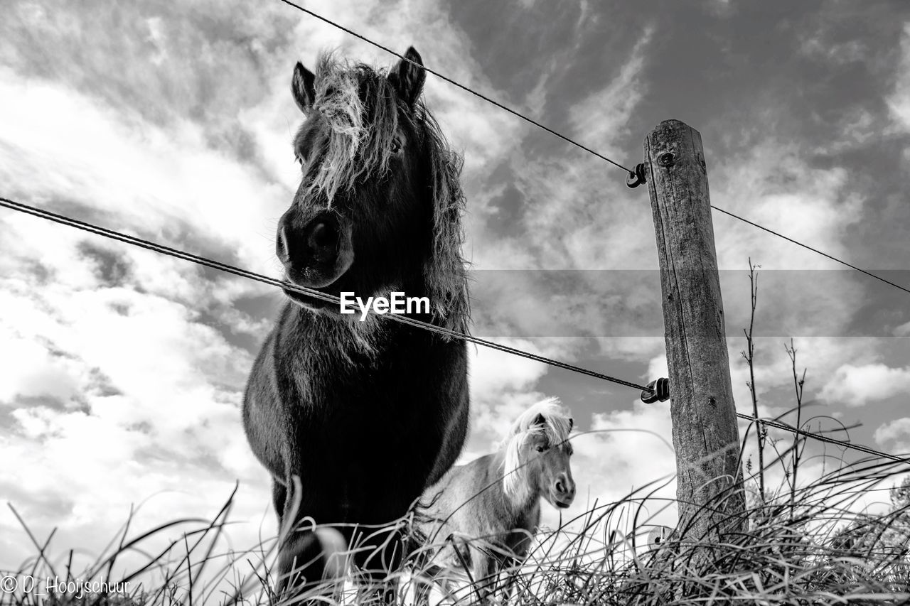 Low angle view of horses by fence against sky