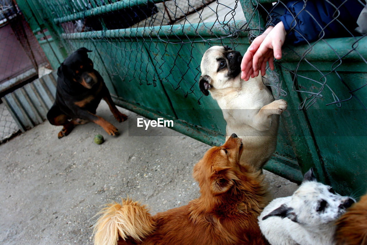 HIGH ANGLE VIEW PORTRAIT OF DOGS IN PEN