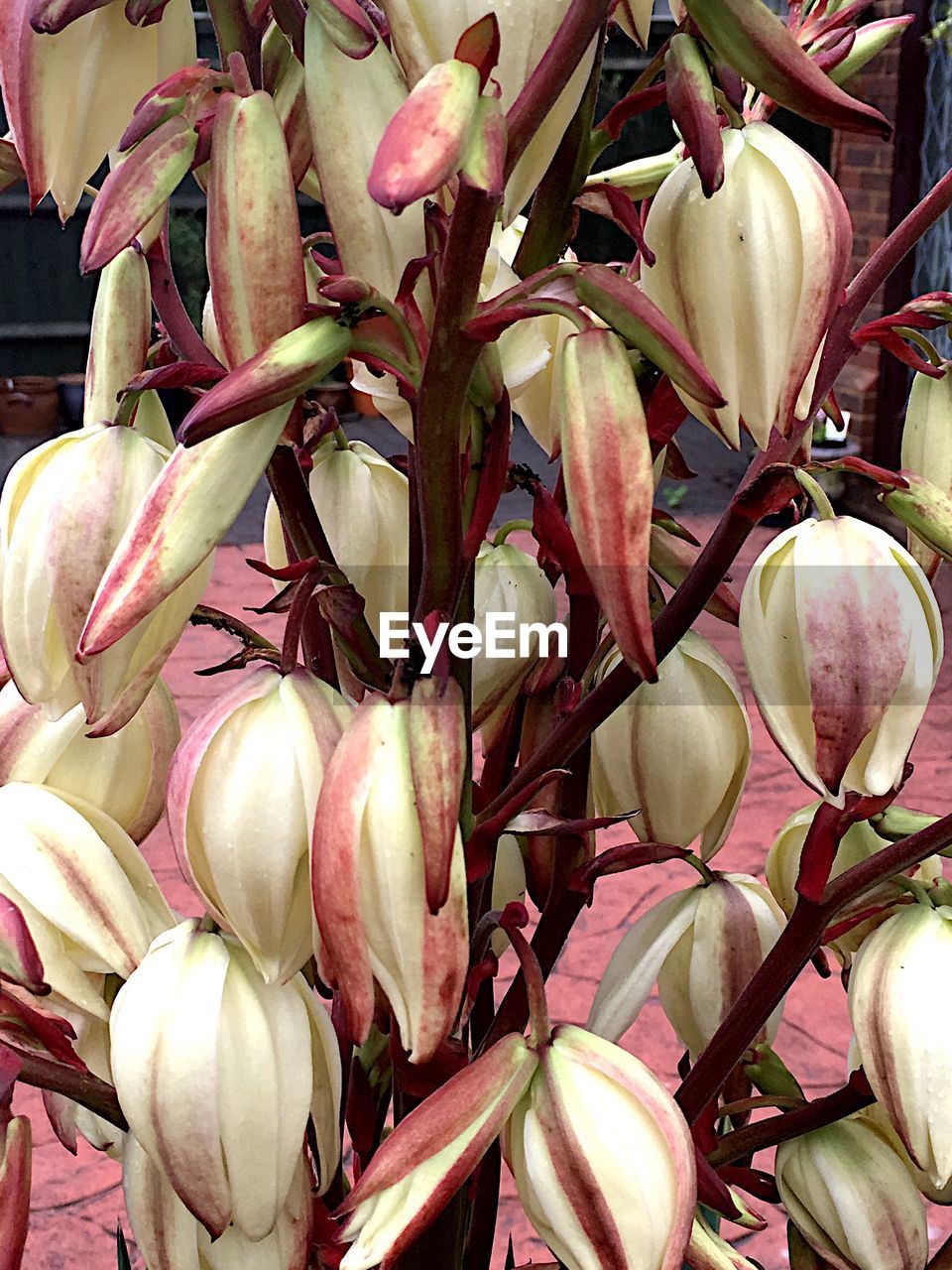 Full frame shot of yucca flowers