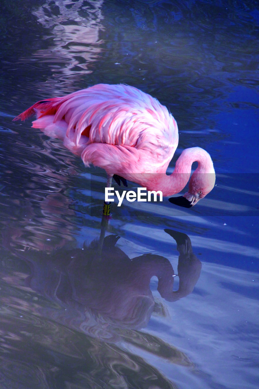 High angle view of flamingo in lake