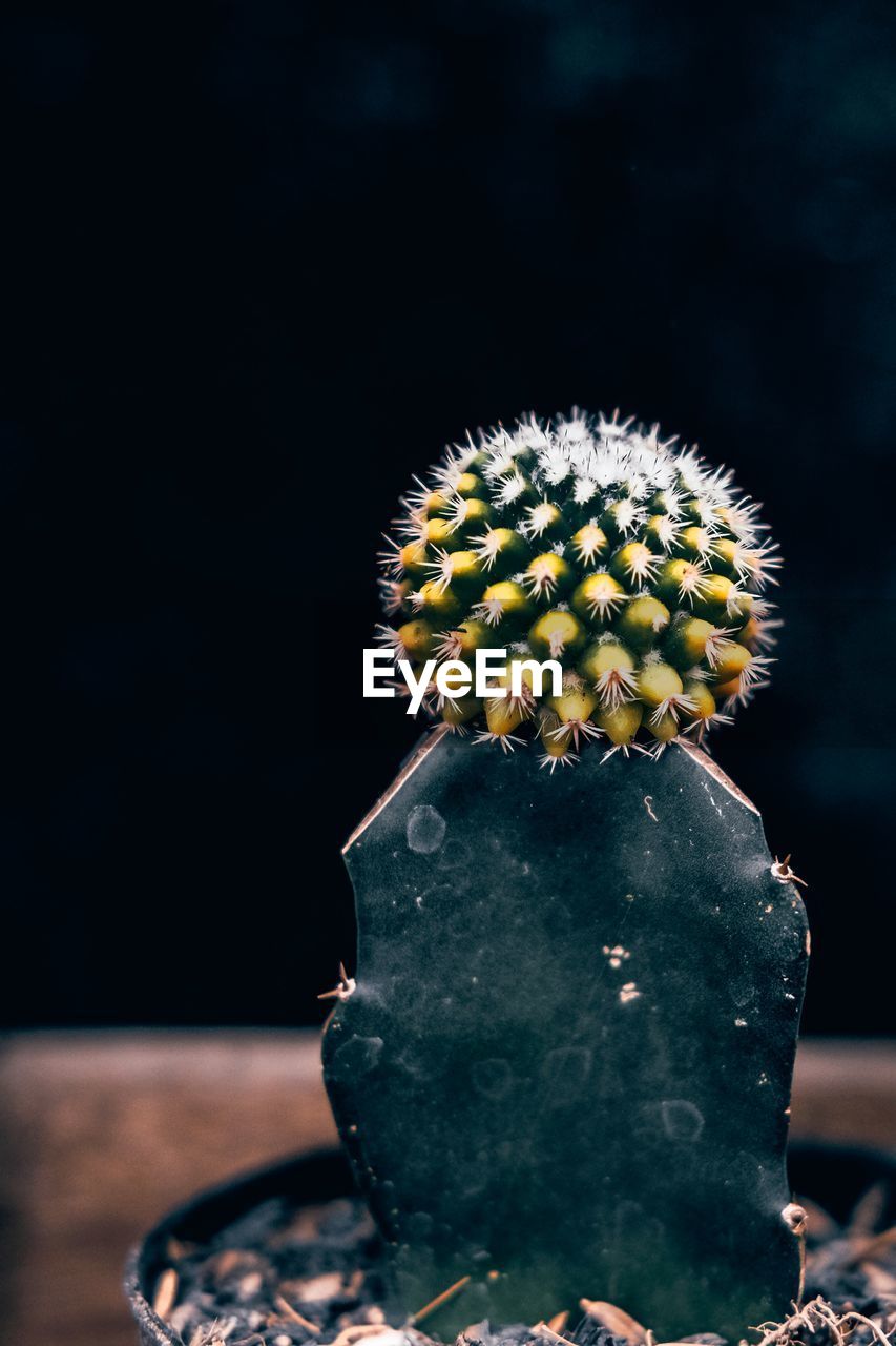 CLOSE-UP OF CACTUS ON POTTED PLANT