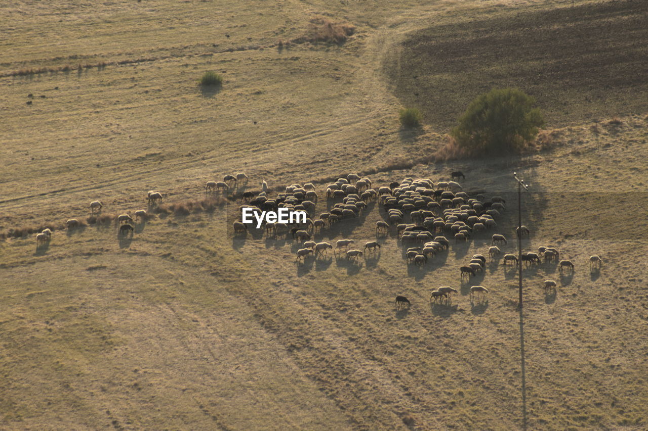 HIGH ANGLE VIEW OF SHEEP