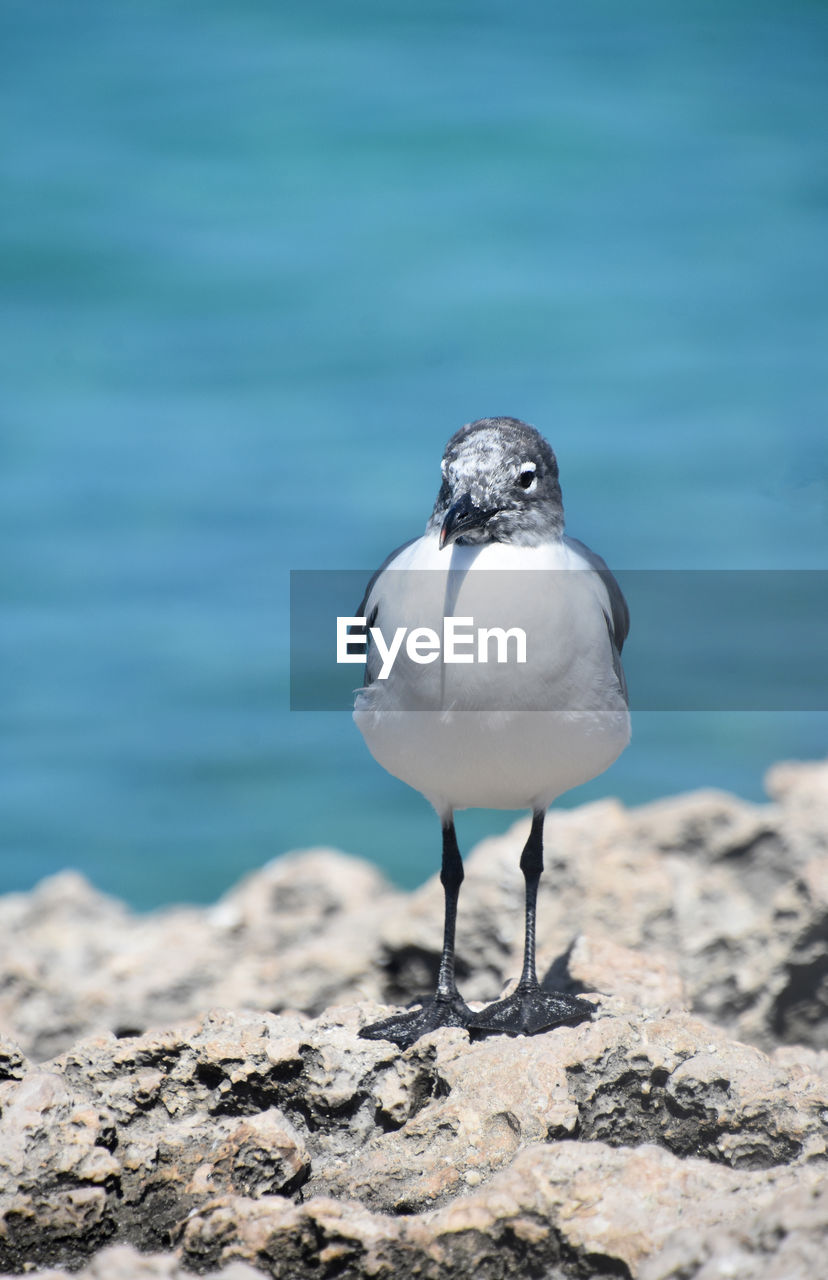 Gull standing on a fossilized rock along the edge of the ocean.