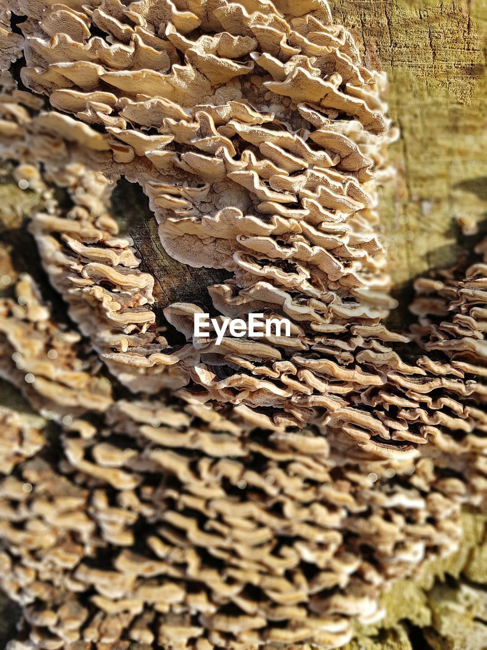 CLOSE-UP OF TREE TRUNK ON GROUND