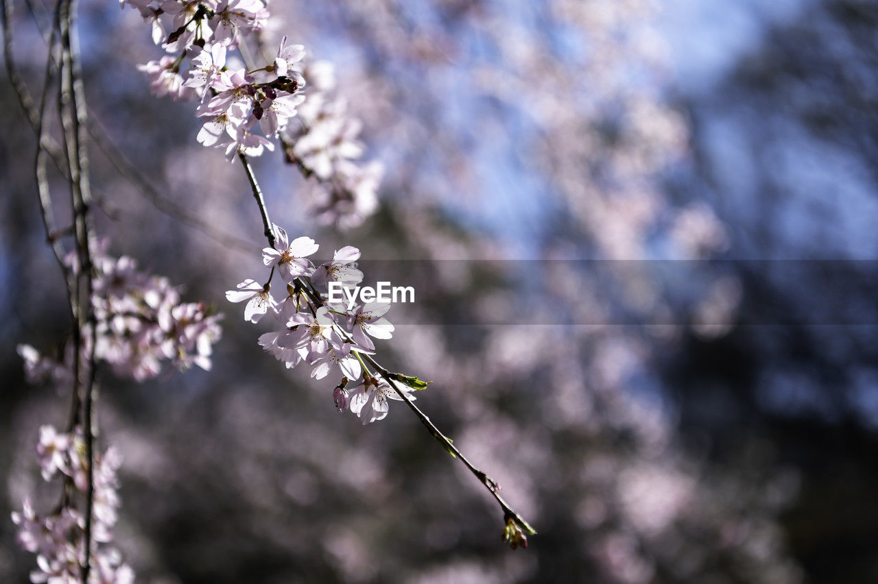 plant, flower, flowering plant, blossom, fragility, tree, beauty in nature, springtime, spring, freshness, nature, growth, branch, focus on foreground, close-up, cherry blossom, no people, macro photography, outdoors, day, twig, botany, flower head, selective focus, inflorescence, white, winter, cherry tree, tranquility, petal, leaf, sunlight, food and drink, sky, fruit tree, food