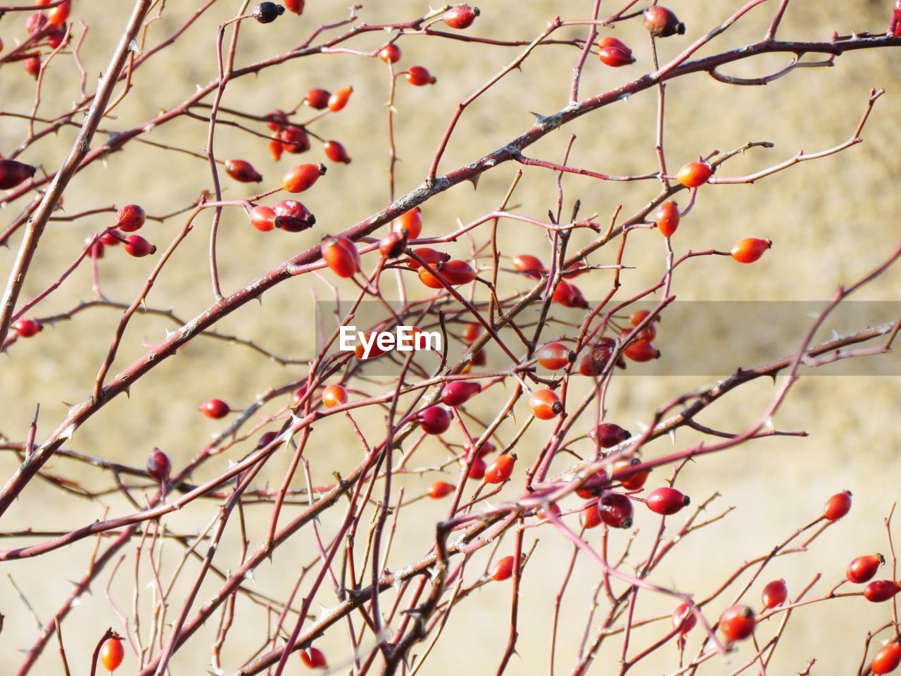 CLOSE-UP OF BERRIES GROWING ON TREE