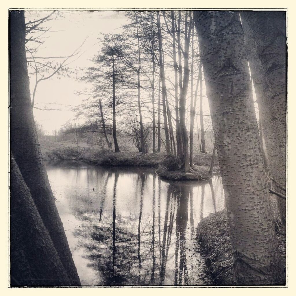 TREES REFLECTING IN WATER