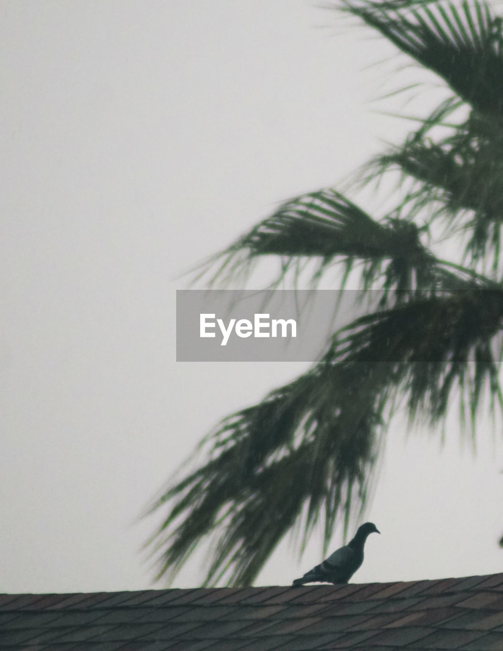 LOW ANGLE VIEW OF A BIRD ON PALM TREE