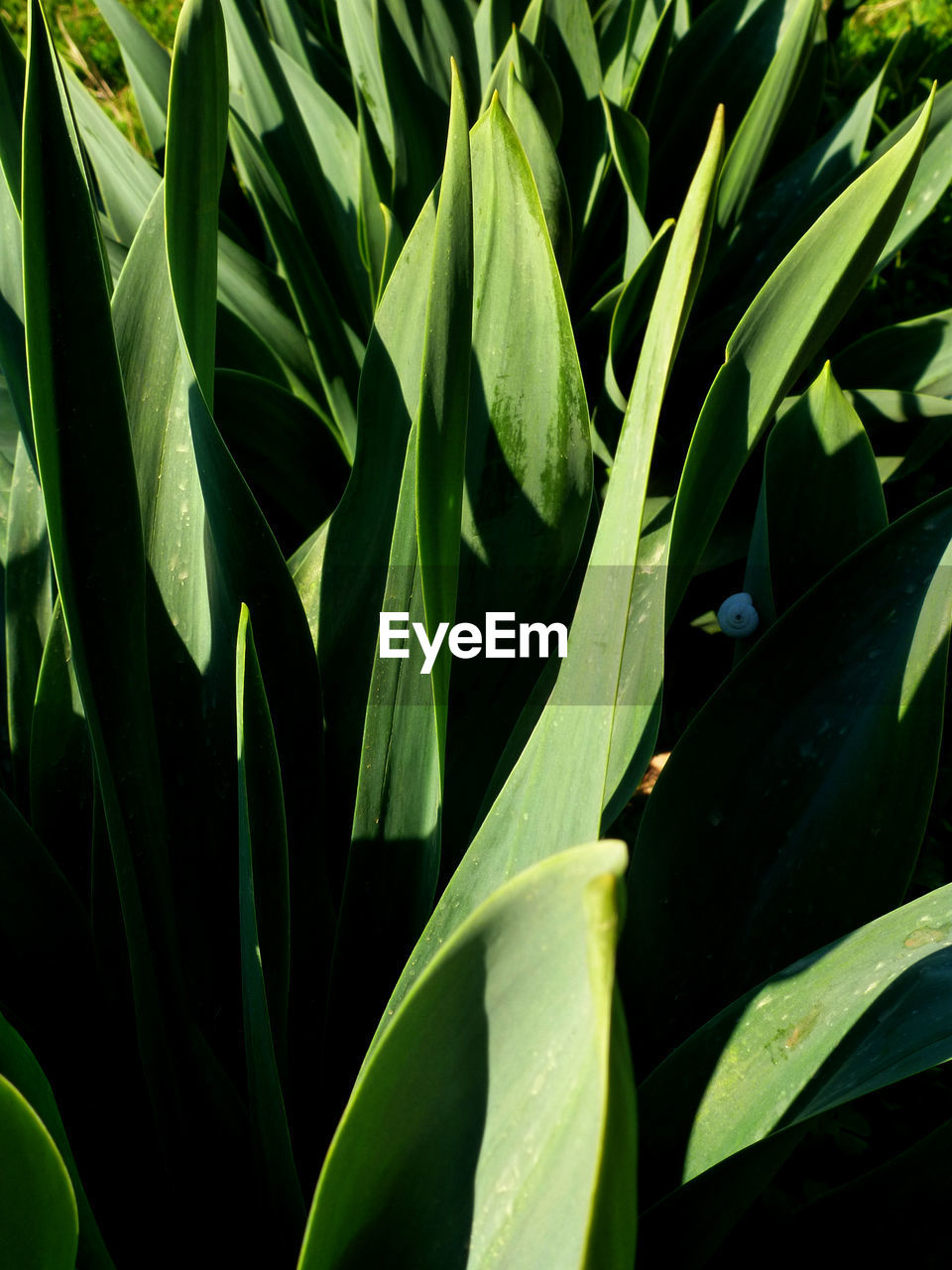 CLOSE-UP OF PLANTS