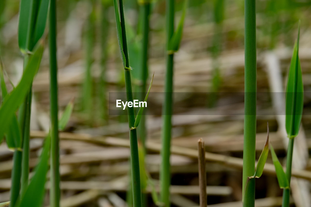 CLOSE-UP OF BAMBOO PLANT