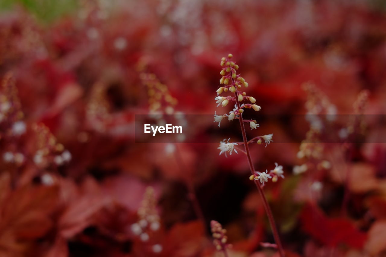 CLOSE-UP OF RED FLOWER ON FIELD