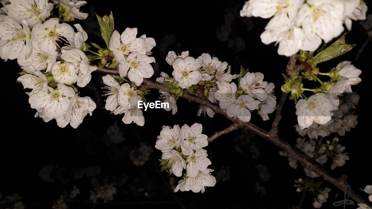 CLOSE-UP OF CHERRY BLOSSOMS