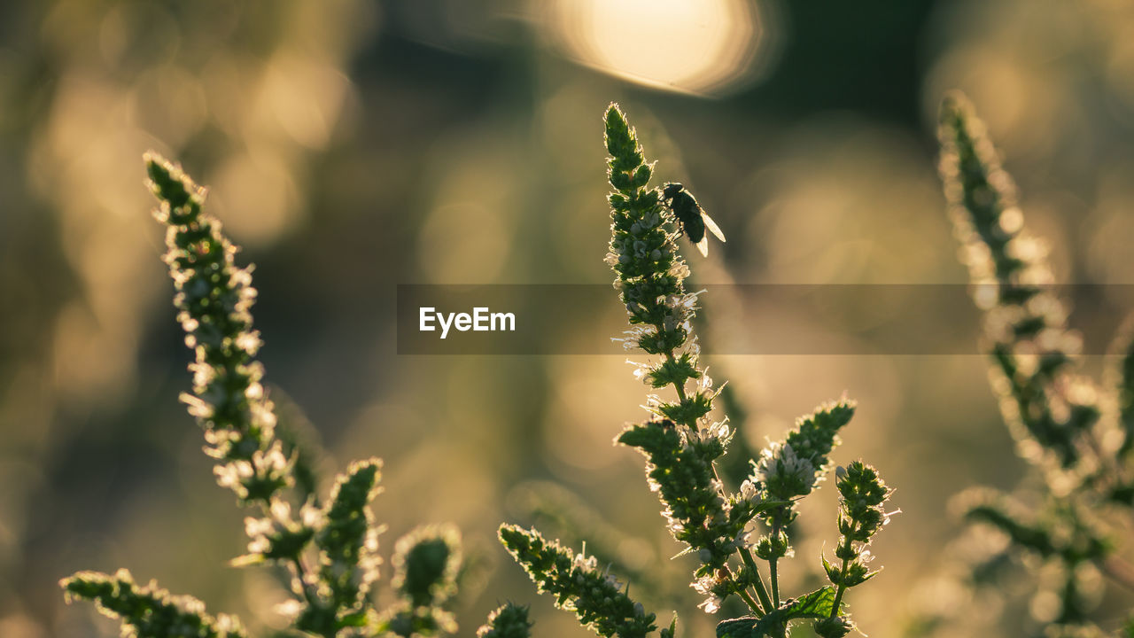 plant, nature, grass, green, sunlight, growth, beauty in nature, macro photography, close-up, flower, leaf, no people, environment, land, sunset, landscape, outdoors, sky, plant part, focus on foreground, tranquility, back lit, selective focus, sunbeam, freshness, summer, sun, backgrounds, field, agriculture, plant stem, branch, food and drink, food, defocused, flowering plant, social issues, scenics - nature, rural scene, light - natural phenomenon, crop, environmental conservation, day, tree