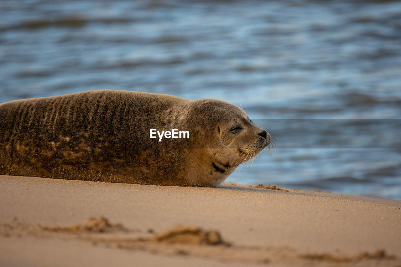 animal themes, animal, animal wildlife, wildlife, seal, one animal, sea, water, mammal, beach, land, harbor seal, sand, sea lion, nature, marine mammal, no people, underwater, close-up, outdoors, day, side view, relaxation, portrait, aquatic mammal, sea life