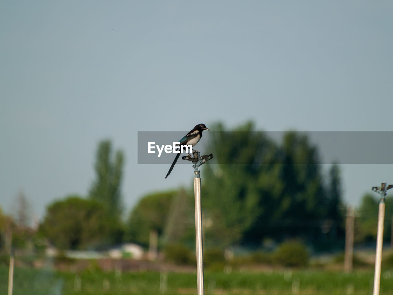 BIRDS PERCHING ON A POLE