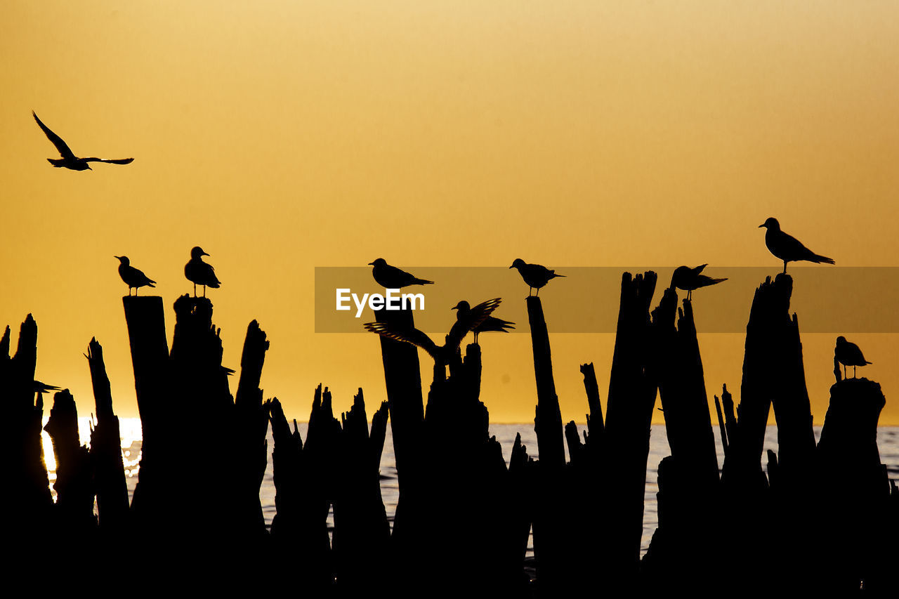 SILHOUETTE BIRDS FLYING AT SUNSET