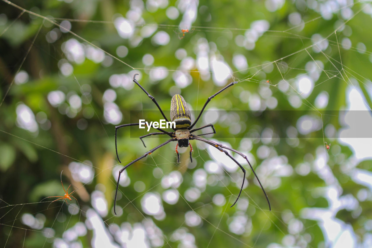 Spider,spider siting on the net,big spider,spider in asis images