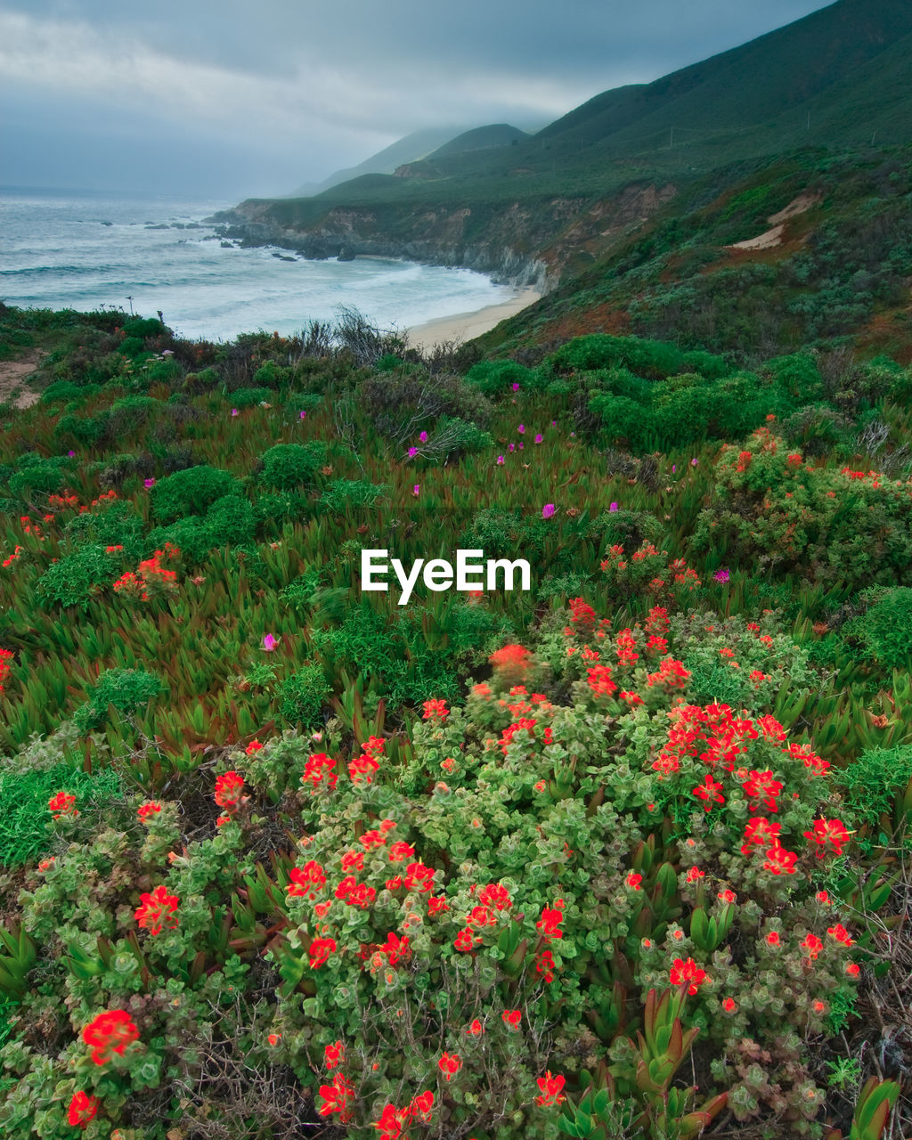 Scenic view of flowering plants on land against sky