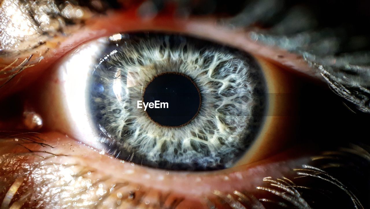 Full frame shot of human eye