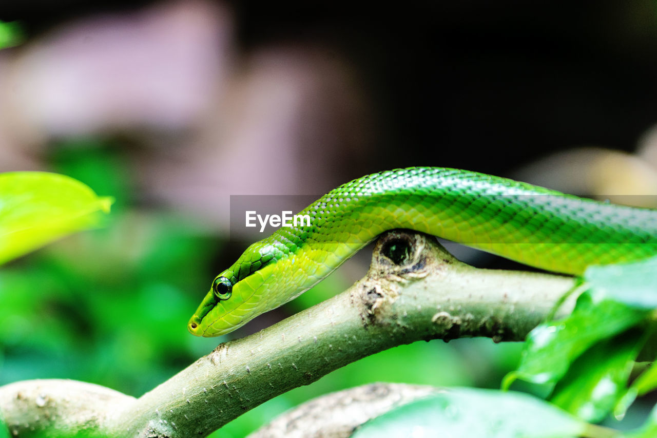 CLOSE-UP OF LIZARD