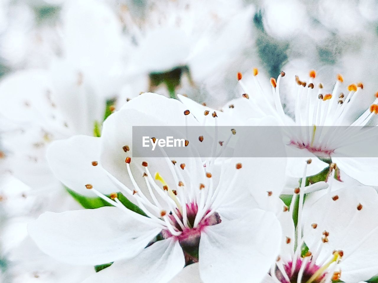 CLOSE-UP OF WHITE CHERRY BLOSSOM