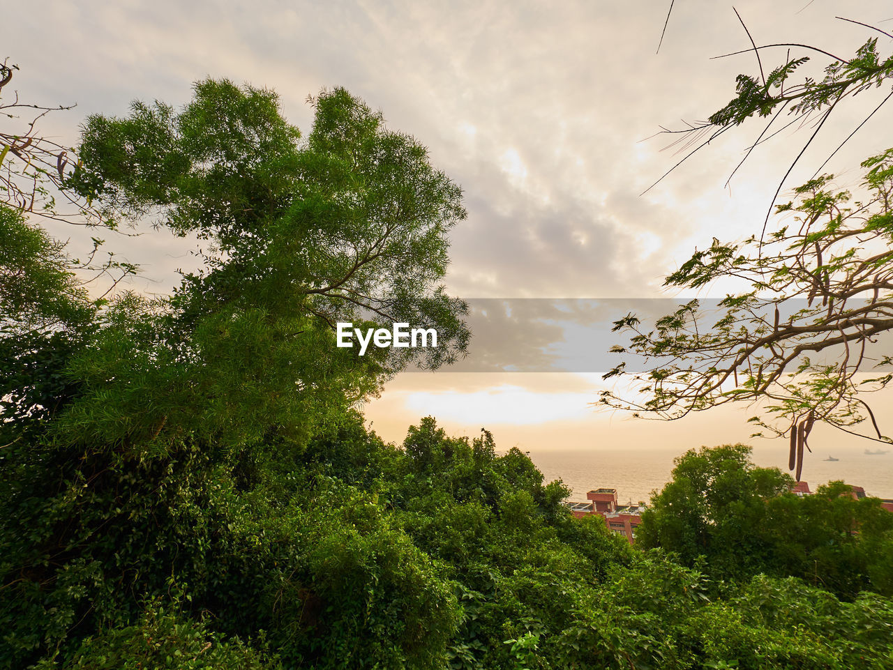 LOW ANGLE VIEW OF TREE AGAINST SKY